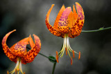 Flowers From the Garden