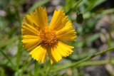 Flowers From the Garden