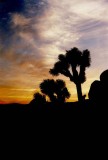 Joshua Tree NP,California