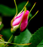 Flowers From the Garden