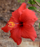 Flowers From the Garden