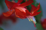 Flowers From the Garden