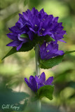 Purple Flower.jpg