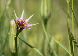 Greek Flowers16.jpg