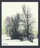 Winter trees7.jpg