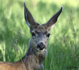 Deer6.jpg