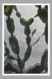 Cactus reflection.jpg