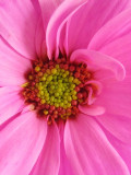 Pink flower.jpg