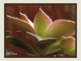 Pinwheel Cactus.jpg