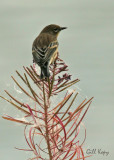 Yellow rumped Warbler (I think)