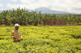George in Field of Tea
