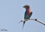 Lilac Breasted roller.jpg