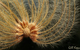 Clematis seed head2.jpg