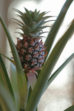 Pineapple grows.jpg