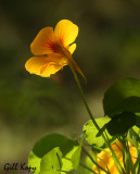 Nasturtium.jpg