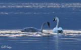 Evening Swans2.jpg