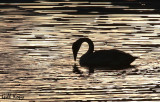 Evening Swan.jpg