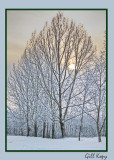 Winter trees2.jpg