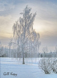 Winter Willow2.jpg