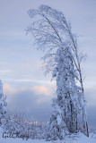 Snowy Tree.jpg