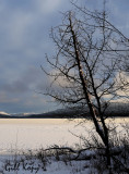 Evening tree.jpg