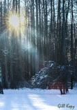 Winter sun3.jpg