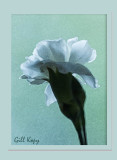 White carnation2.jpg