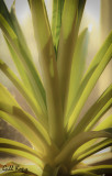 Pineapple2.jpg