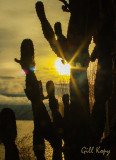 Winter cactus.jpg