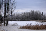 Winter pond.jpg