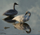Swan reflection2.jpg