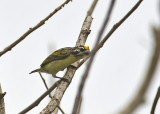 Yellow-fronted Tinkerbird.jpg