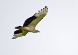 Palm-nut Vulture.jpg