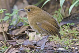 Brown-banded Antpitta (E)