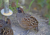 Black-fronted Wood-quail