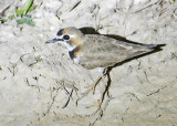 COLLARED PLOVER