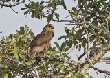 Bateleur