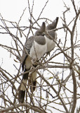 White-bellied Go-away-bird