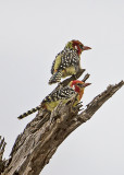 Red-and-yellow Barbet