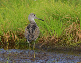 Greenshank