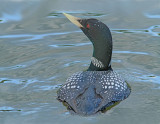 Yellow-billed Loon