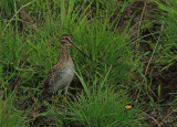  Common Snipe