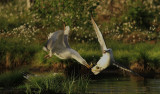 Herring Gull&Lesser Black-backed Gull