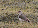 Andean Lapwing 