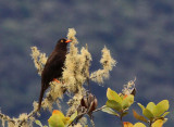 Great Thrush 