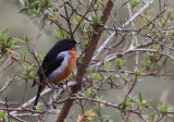 Black-throated Flowerpiercer 