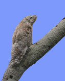 Great Potoo 