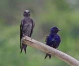 Fork tailed Palm-swift 