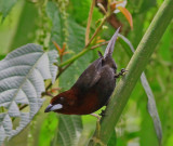 Siver-Beaked Tanager