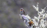 Rufous breasted chat Tyrant 